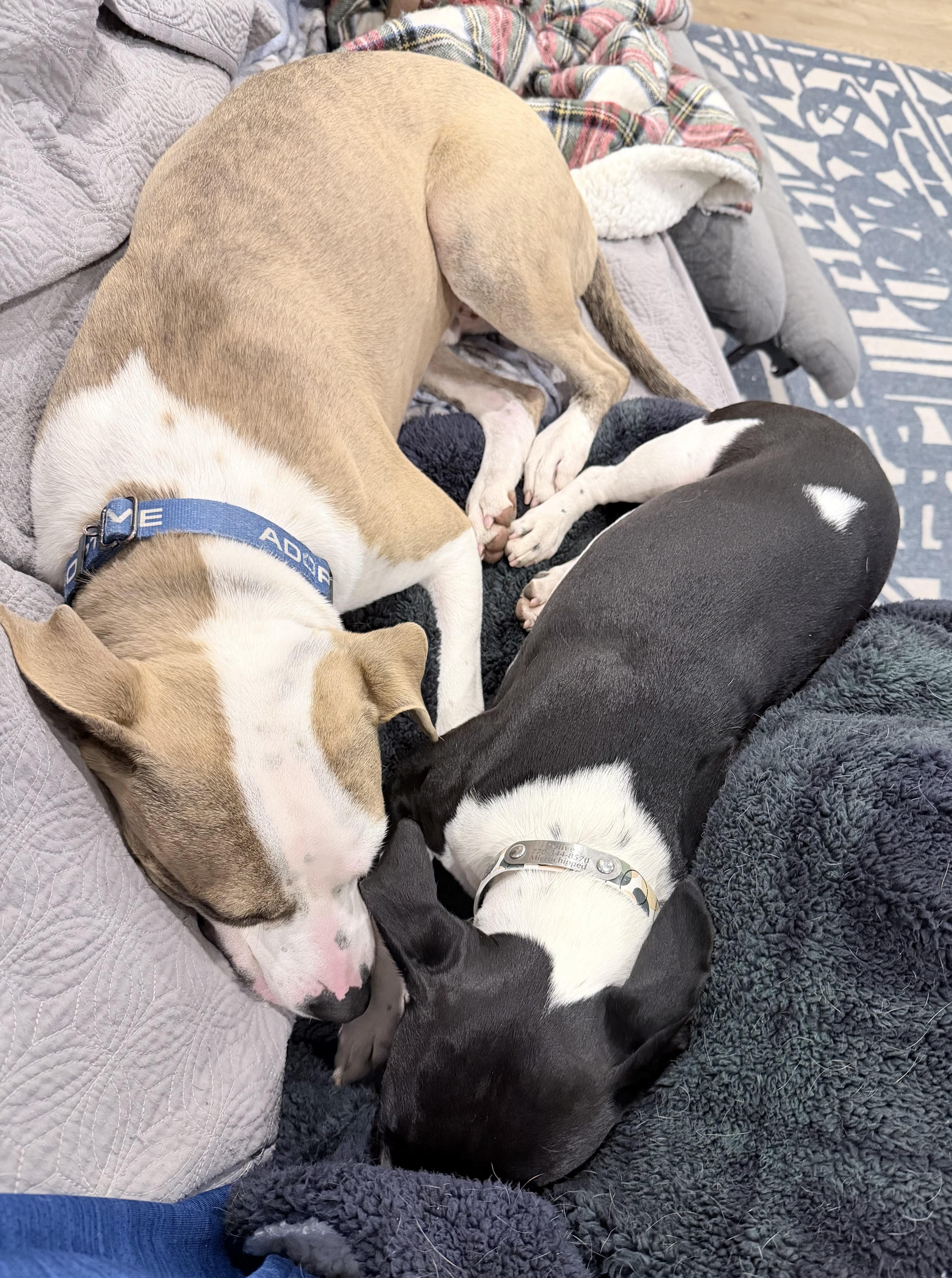 Enlarge Amor, a Adoptable mixed breed in Atlanta, GA image 4/5