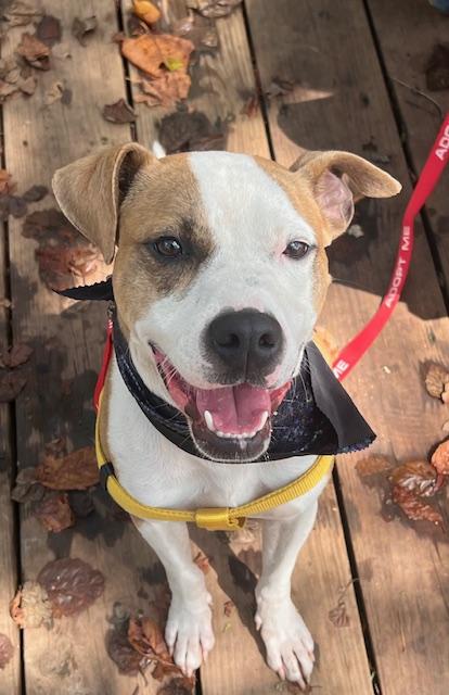 Dobby aka The Dobster , Adoptable, Young Male Boxer & Beagle.
