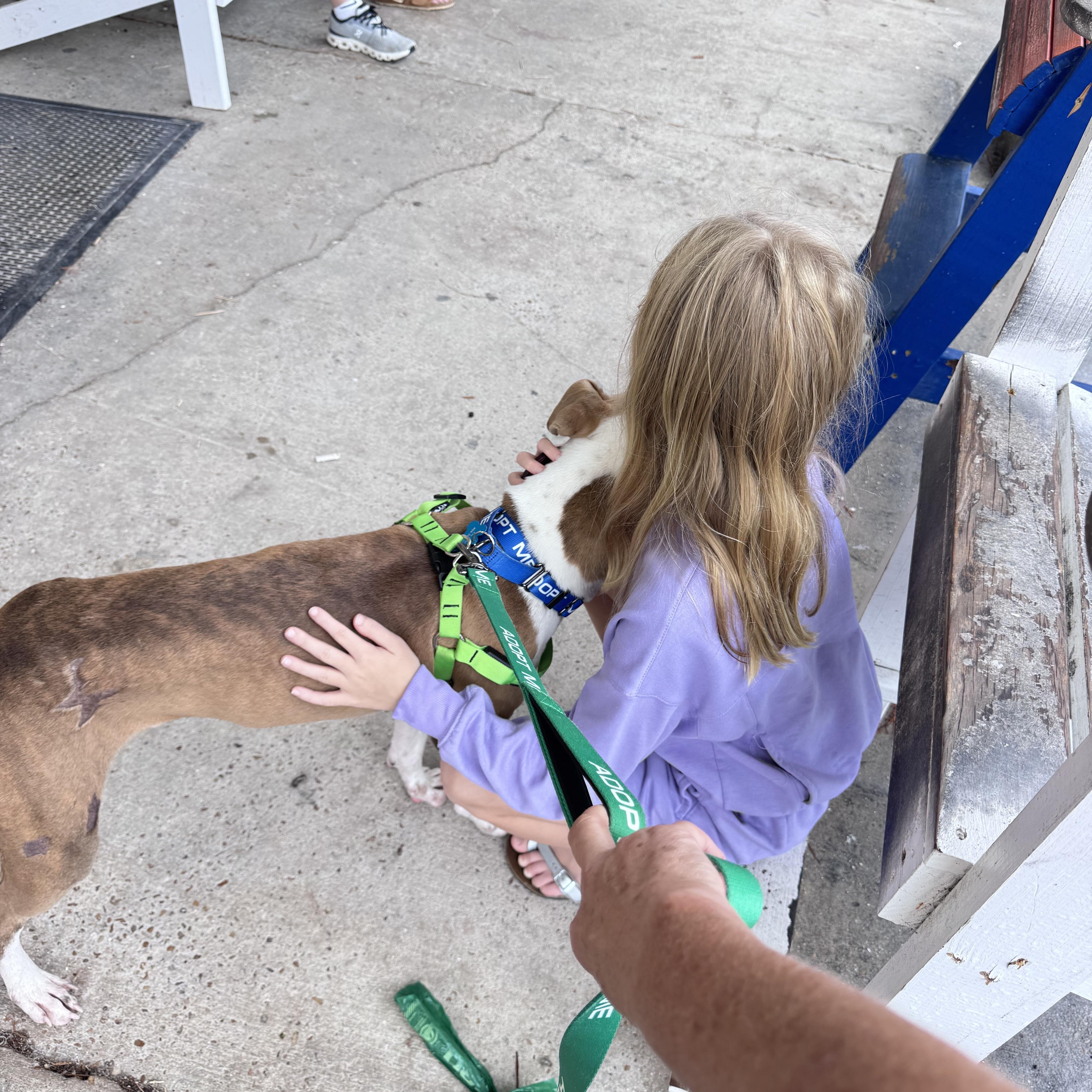 Enlarge Amor, a Adoptable mixed breed in Atlanta, GA image 4/4