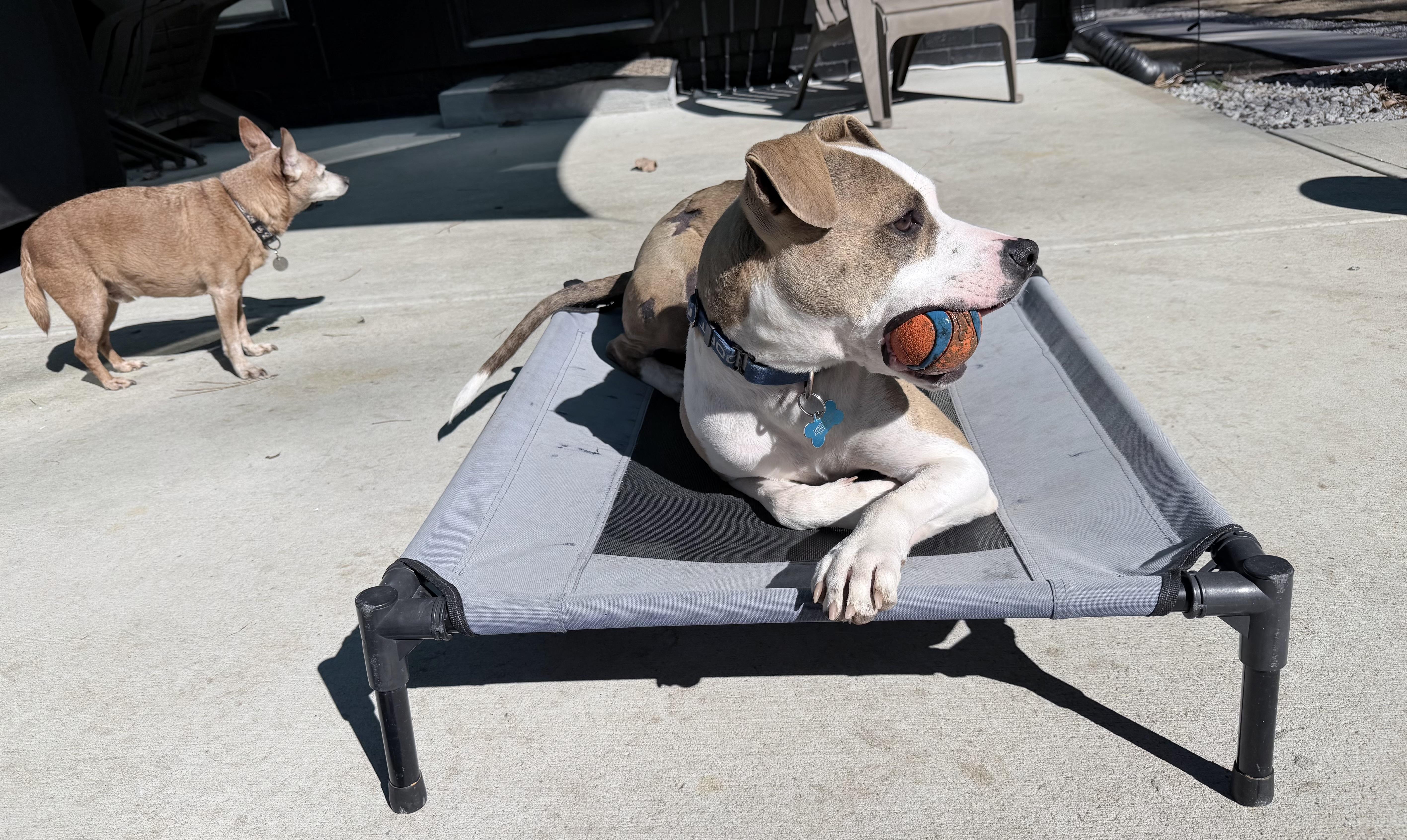 Enlarge Amor, a Adoptable mixed breed in Atlanta, GA image 3/5