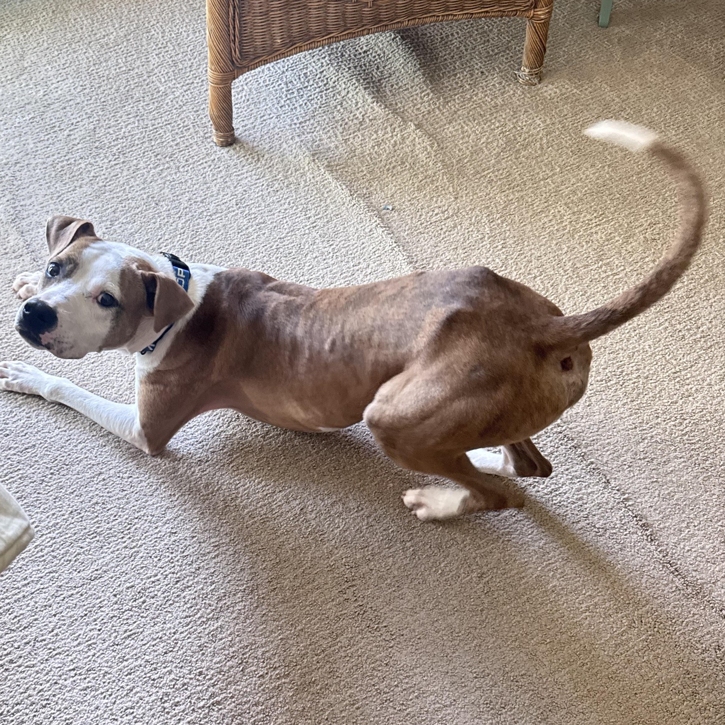 Amor, Adoptable, Young Male Boxer & Beagle.