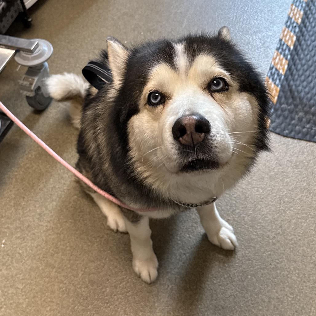 Sosa, a Adoptable Siberian Husky in Council Bluffs, IA image 1/4