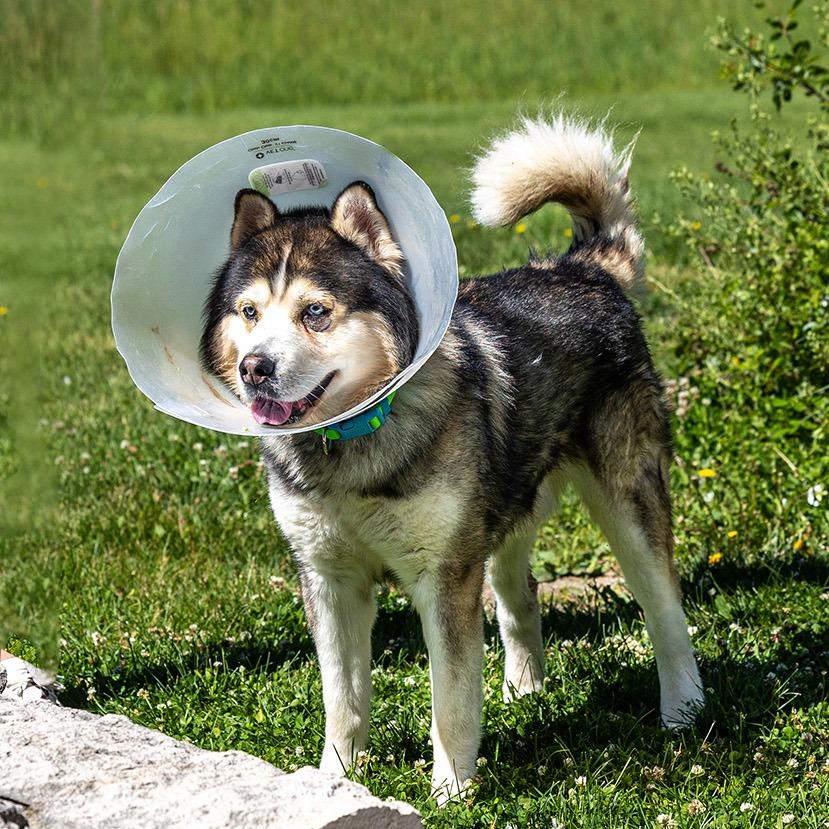 Sosa, a Adoptable Siberian Husky in Council Bluffs, IA image 2/4