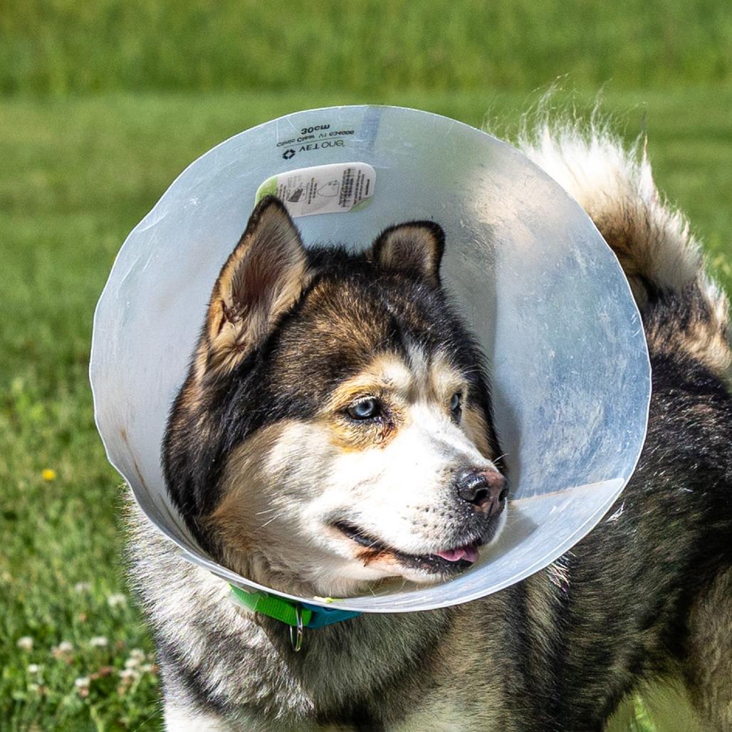 Sosa, a Adoptable Siberian Husky in Council Bluffs, IA image 3/4
