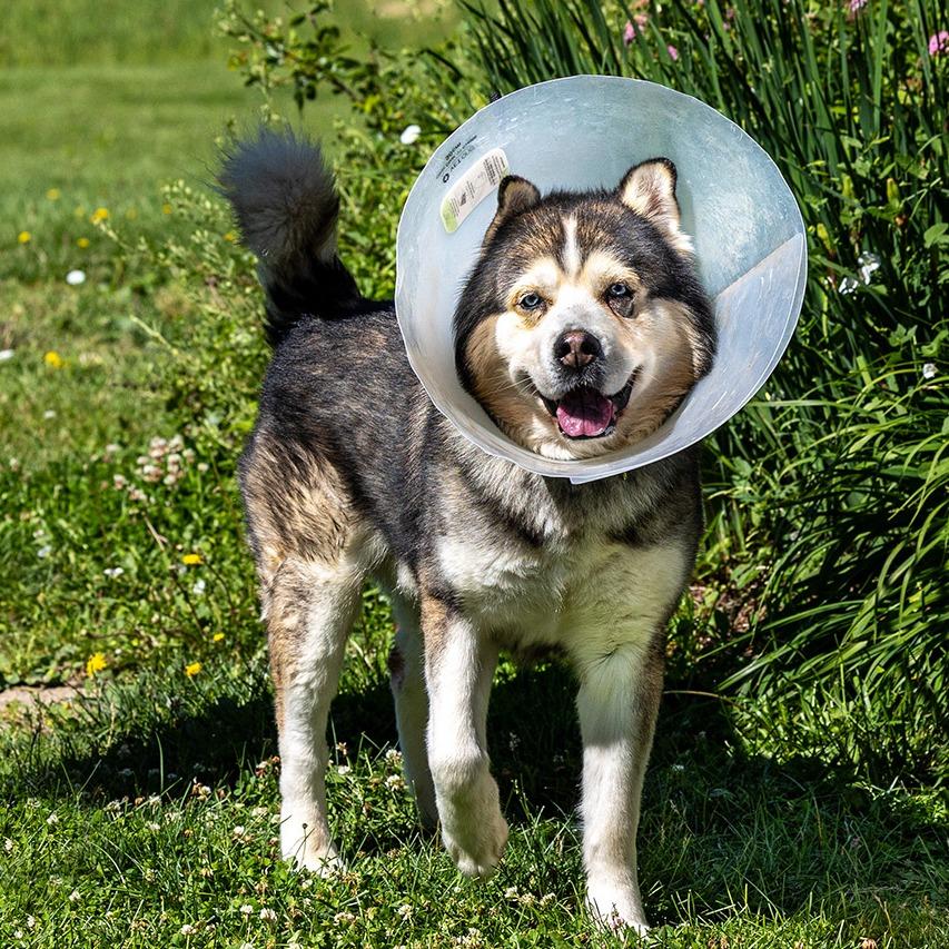 Sosa, a Adoptable Siberian Husky in Council Bluffs, IA image 4/4