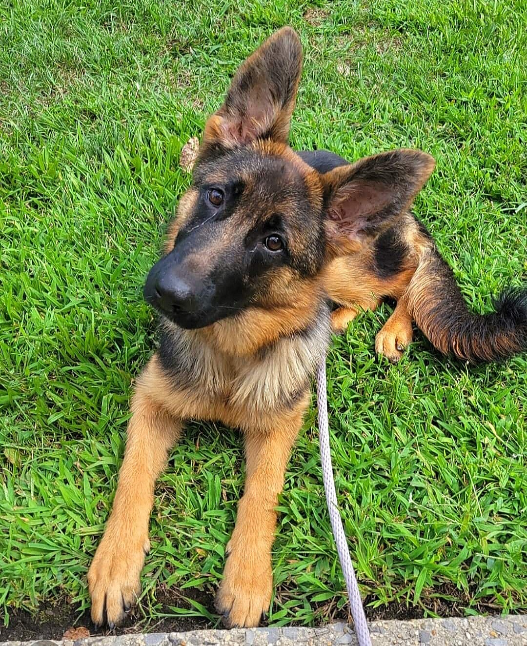 Daisy, Adopted, Young Female German Shepherd Dog.