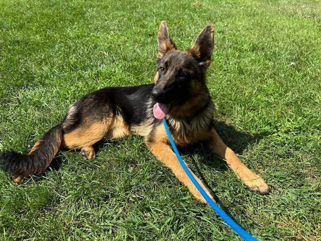 Enlarge Daisy, a Adopted German Shepherd Dog in Teterboro, NJ image 2/4
