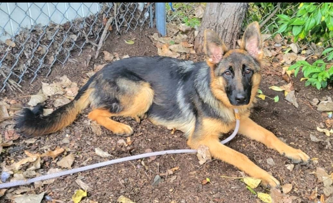 Enlarge Daisy, a Adopted German Shepherd Dog in Teterboro, NJ image 3/4