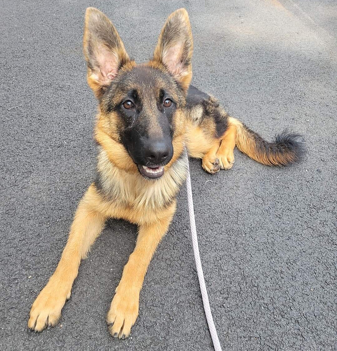 Enlarge Daisy, a Adopted German Shepherd Dog in Teterboro, NJ image 4/4