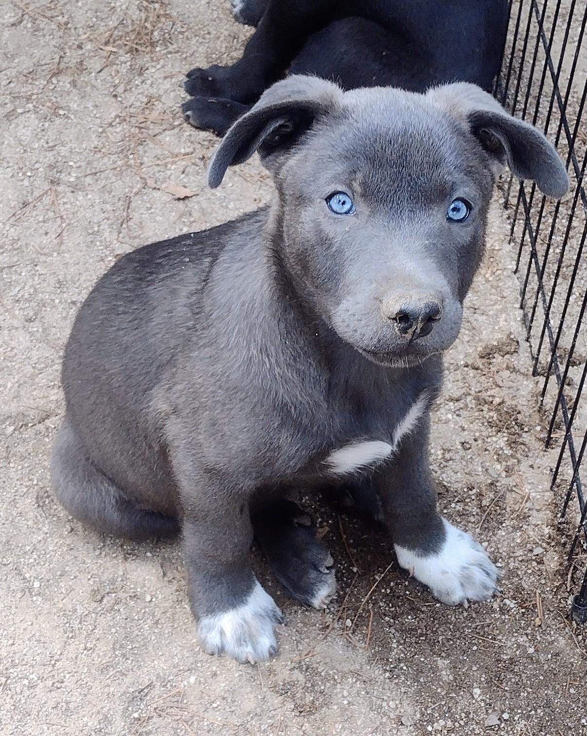 Enlarge Ruby, a Adoptable mixed breed in Carlsbad, CA image 1/3