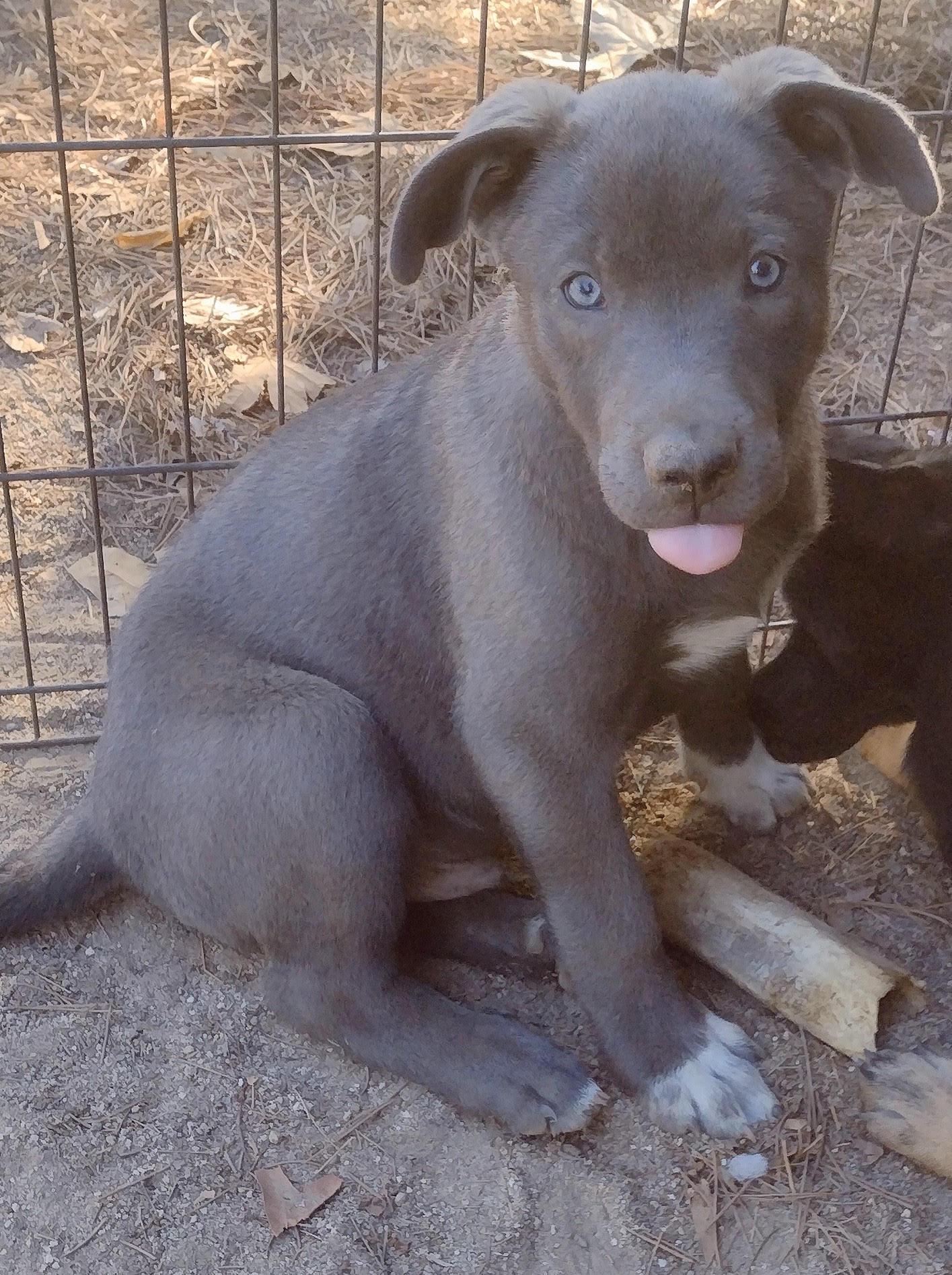 Enlarge Ruby, a Adoptable mixed breed in Carlsbad, CA image 3/3