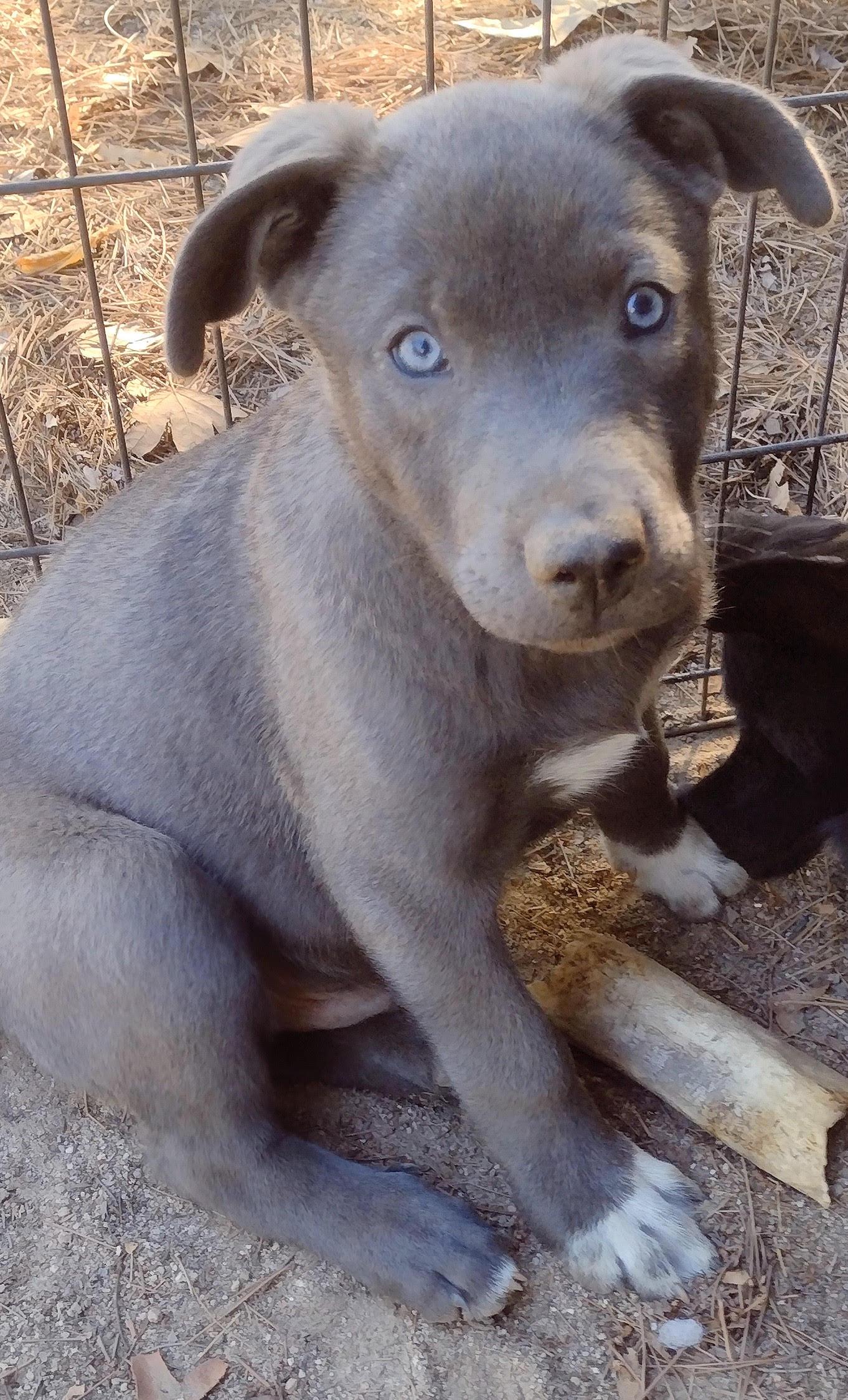 Enlarge Ruby, a Adoptable mixed breed in Carlsbad, CA image 2/3