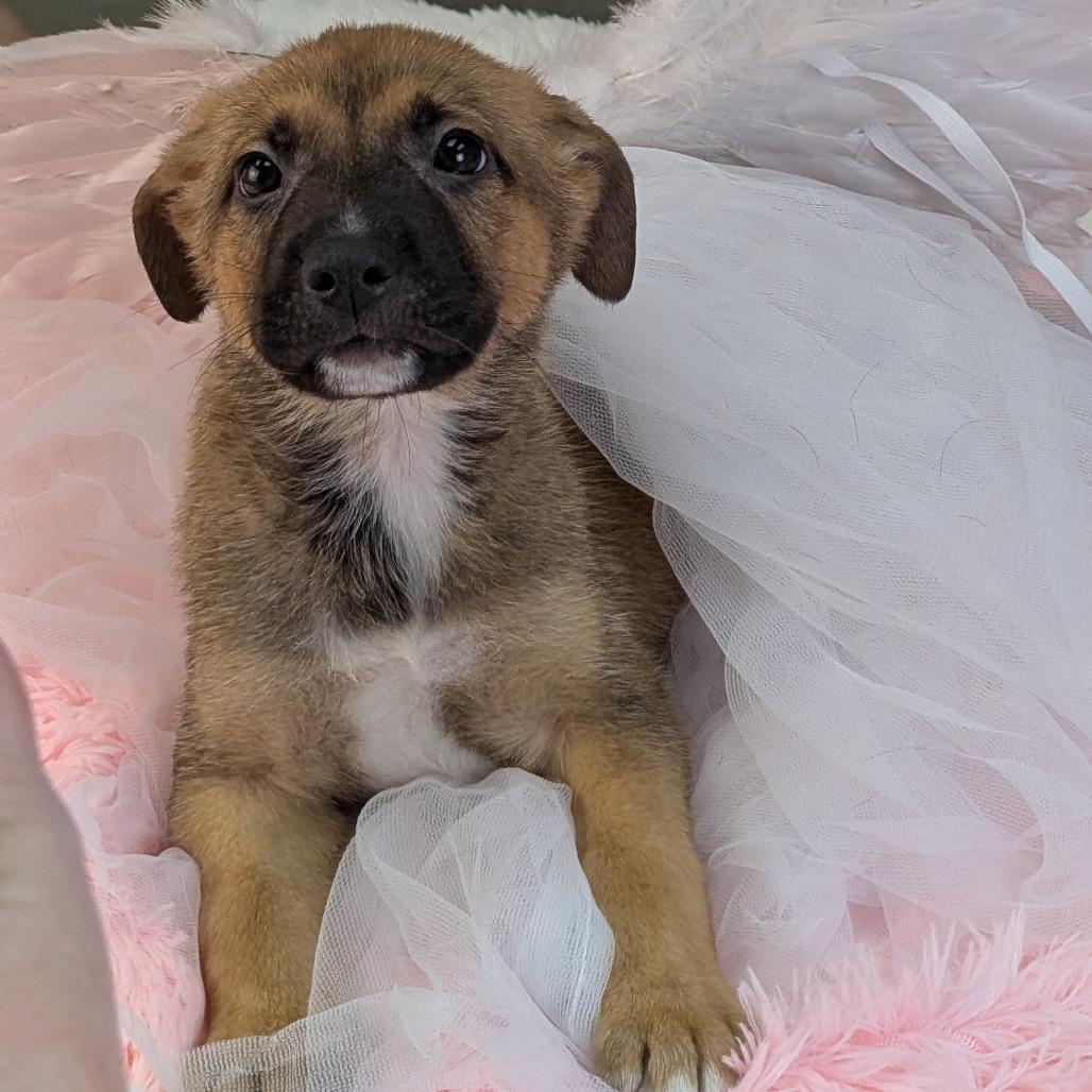 Blitzen — thumbnail 2