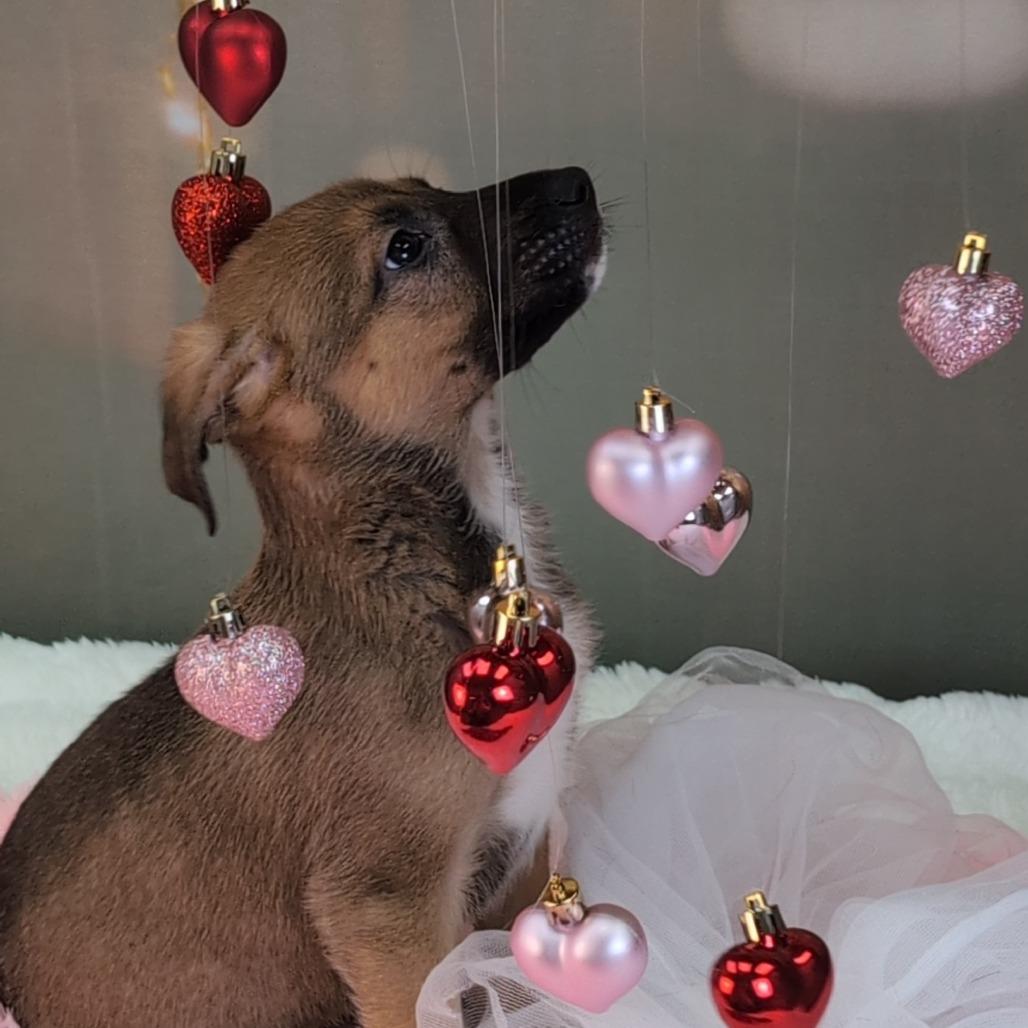 Blitzen — thumbnail 3