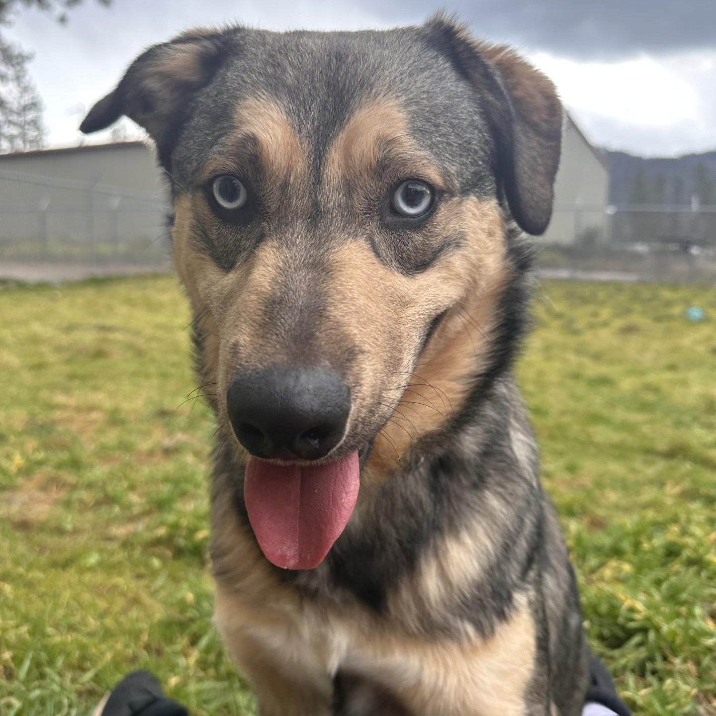 Handsome, Adoptable, Young Male German Shepherd Dog.