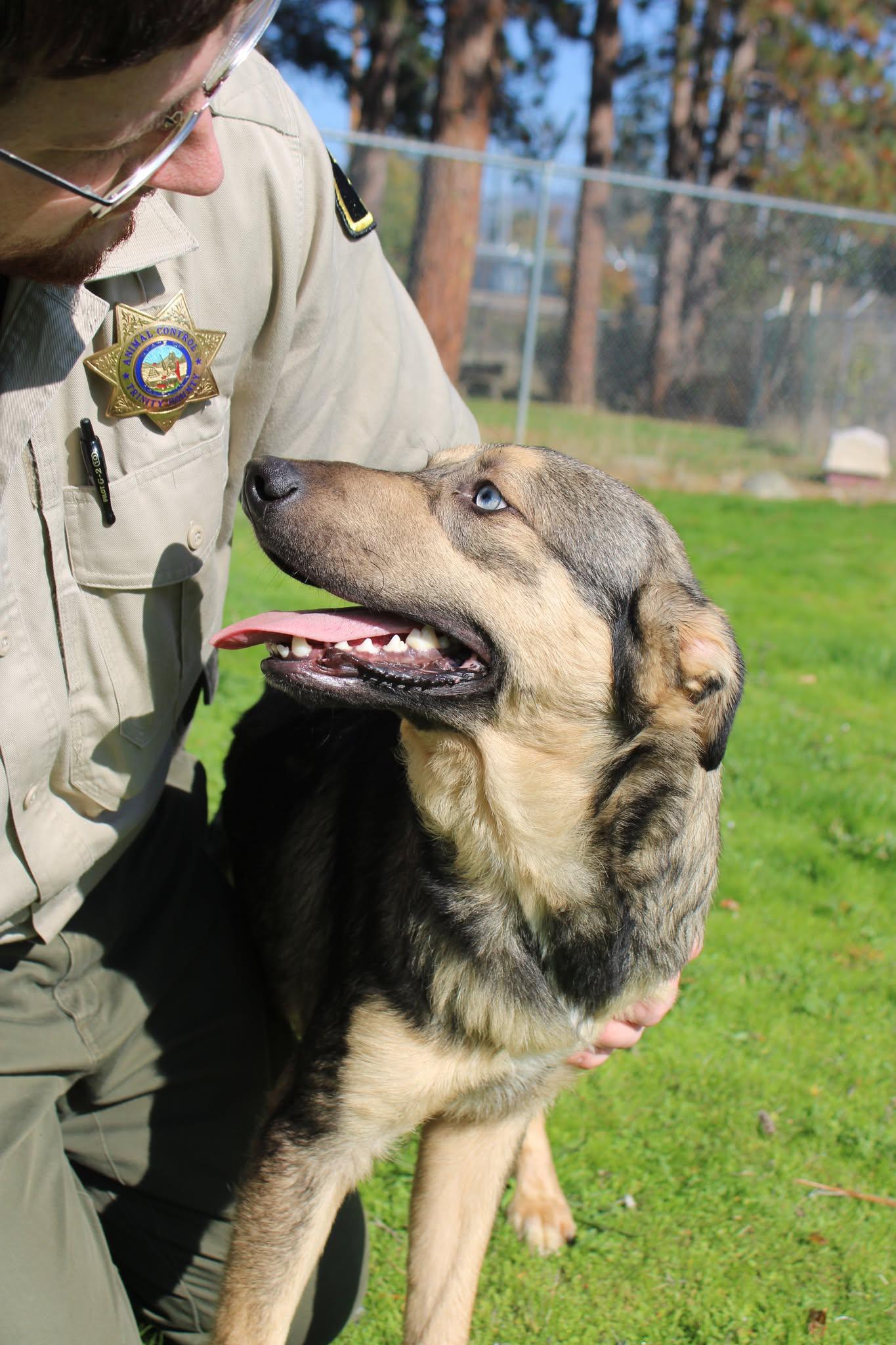 Handsome, a Adoptable mixed breed in Weaverville, CA image 1/6