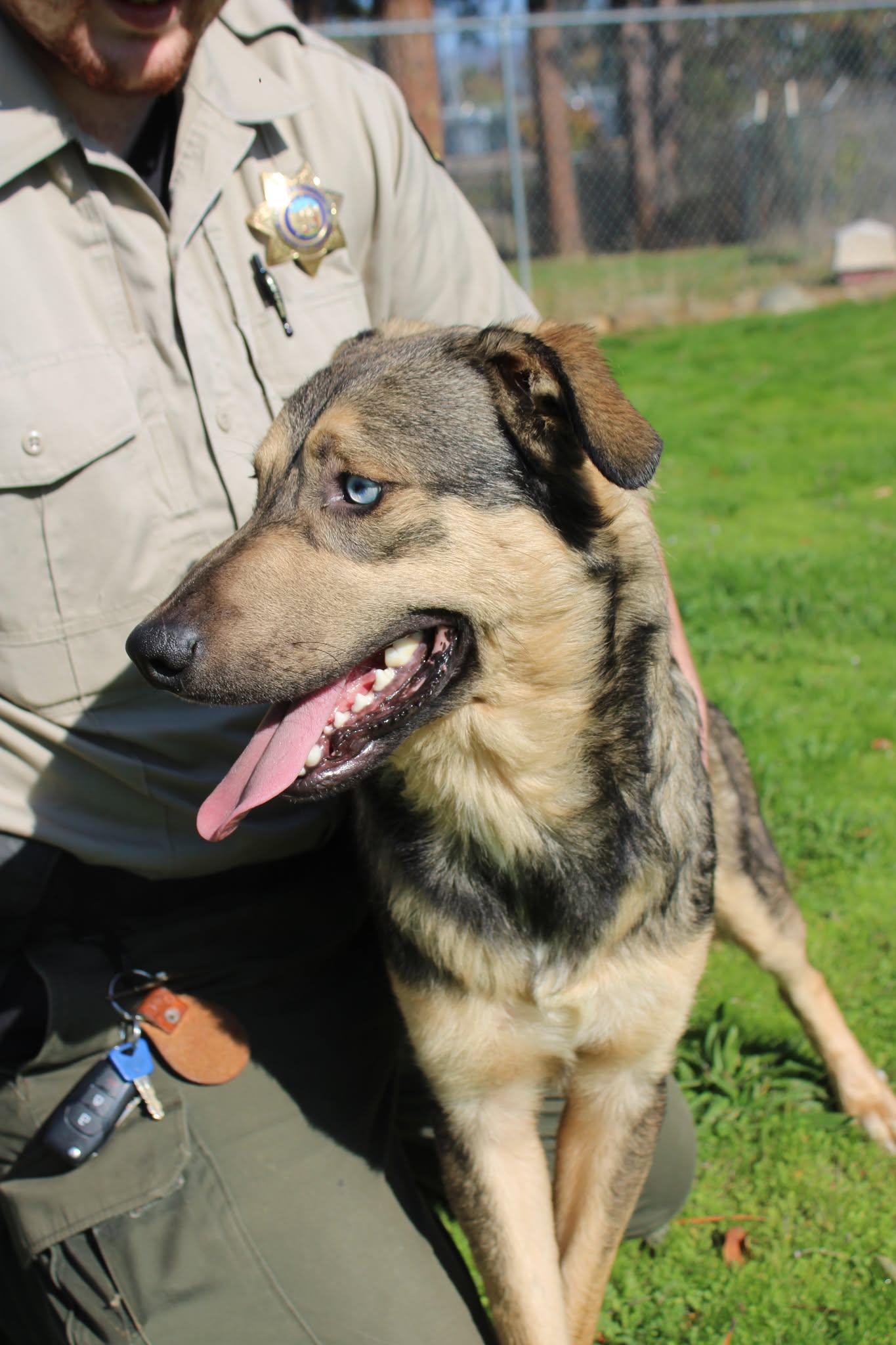 Handsome, a Adoptable mixed breed in Weaverville, CA image 6/6