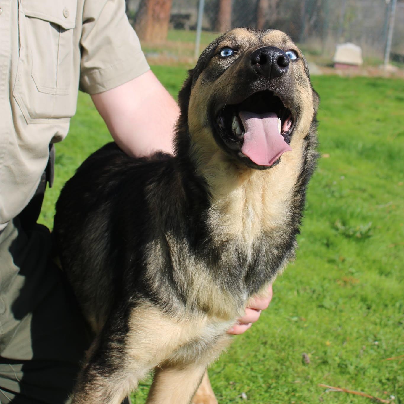 Handsome, a Adoptable mixed breed in Weaverville, CA image 3/6