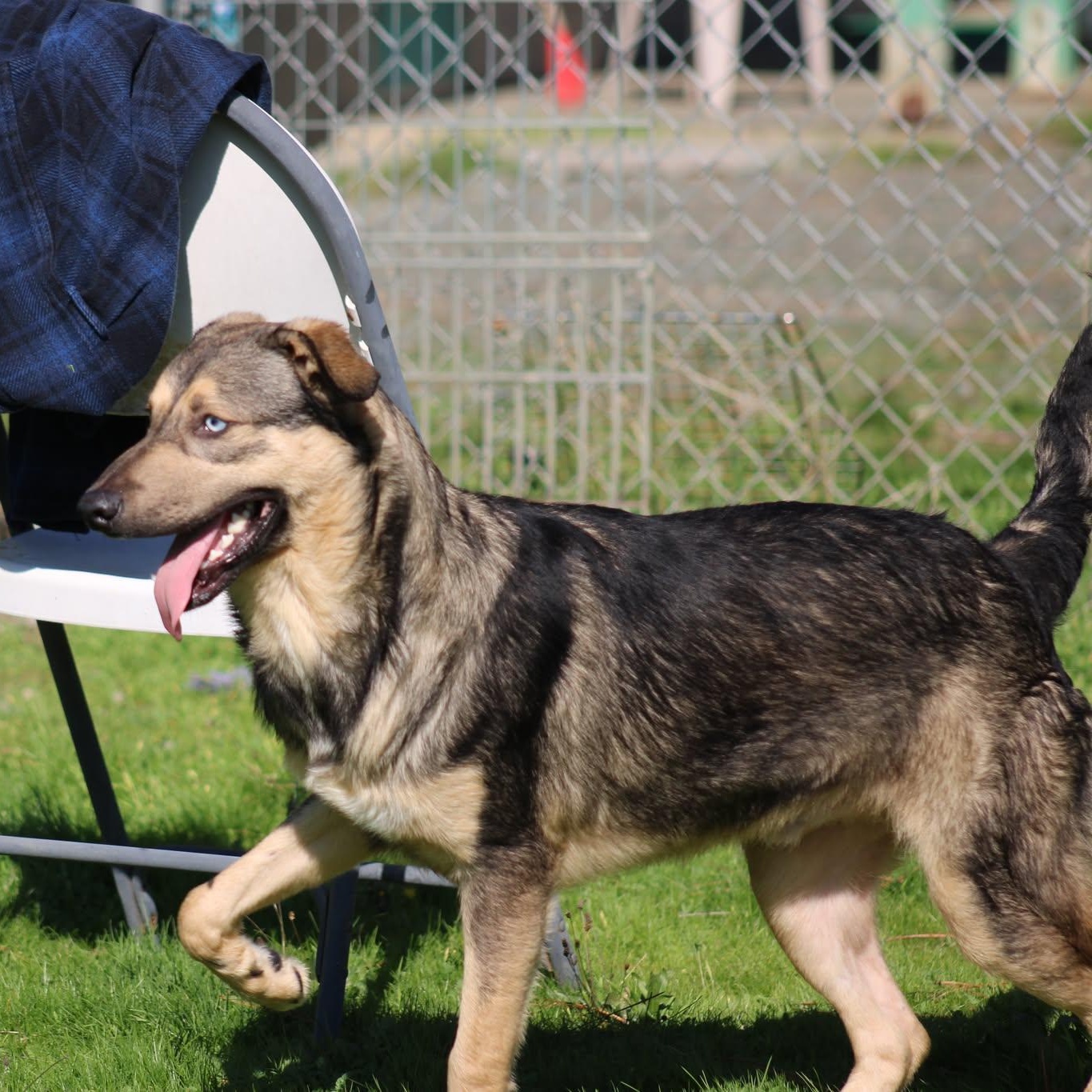 Handsome, a Adoptable mixed breed in Weaverville, CA image 5/6
