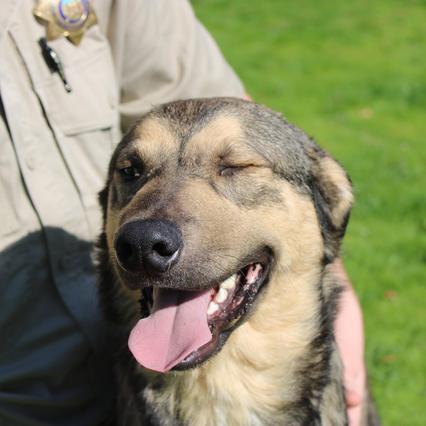 Handsome, a Adoptable mixed breed in Weaverville, CA image 4/6