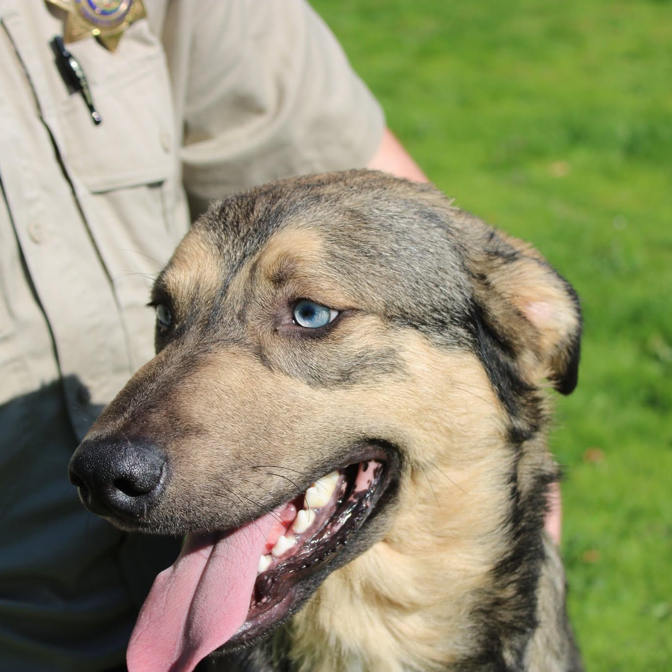 Handsome, a Adoptable mixed breed in Weaverville, CA image 2/6