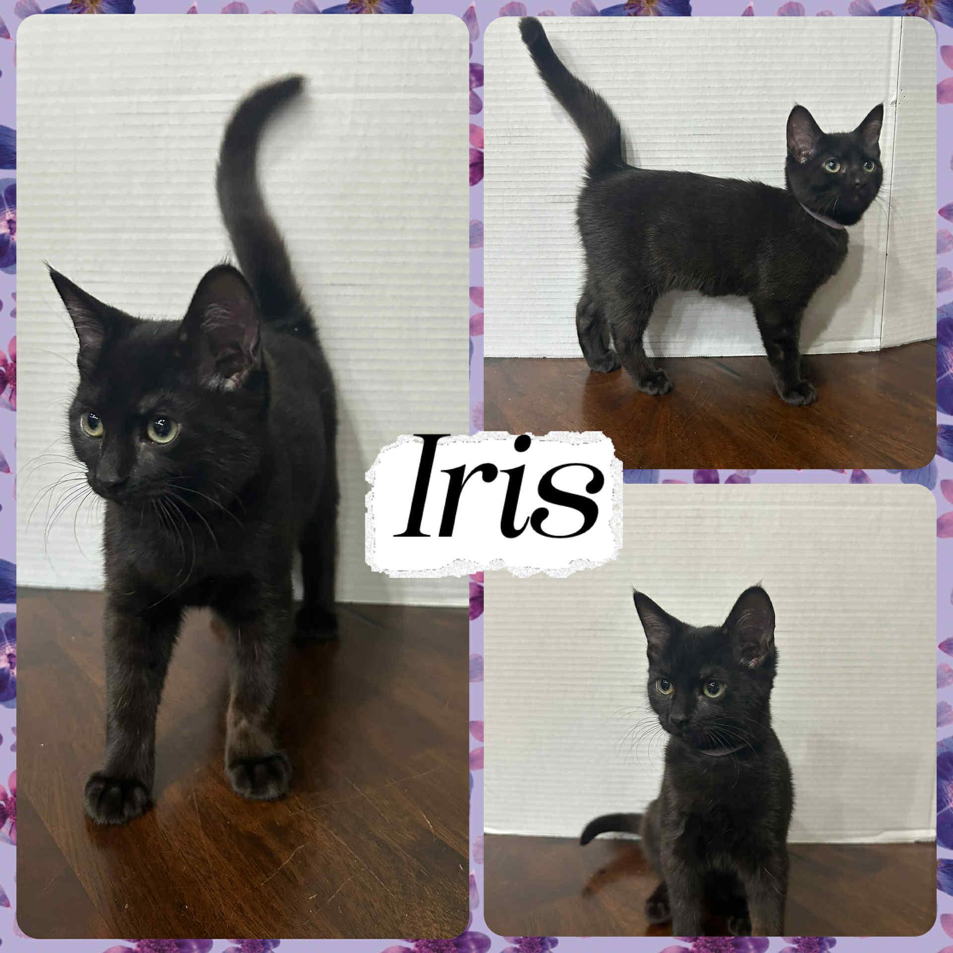 Iris, Young Female unknown