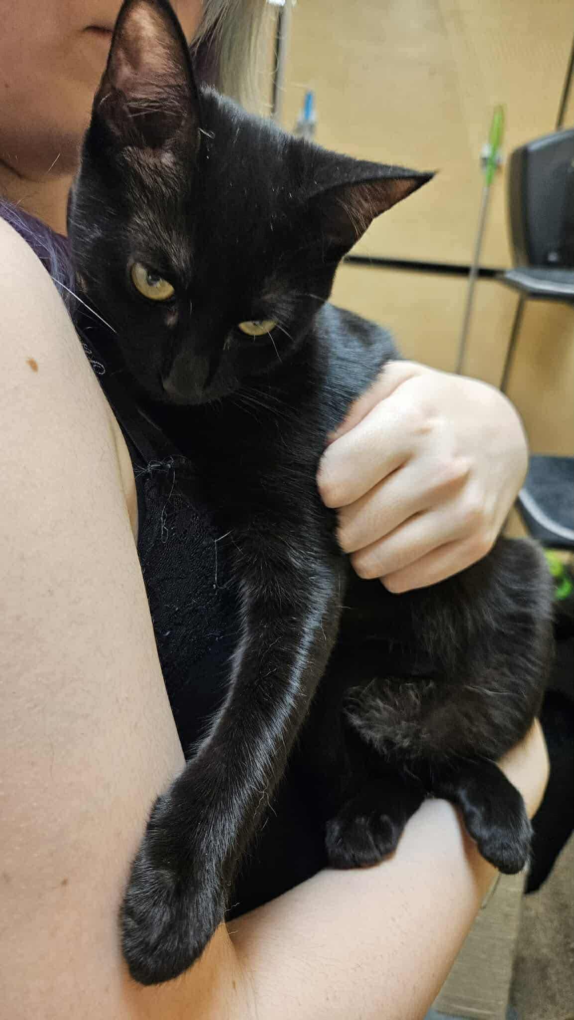 Iris, a Adoptable Domestic Short Hair in Mansfield, TX image 1/4