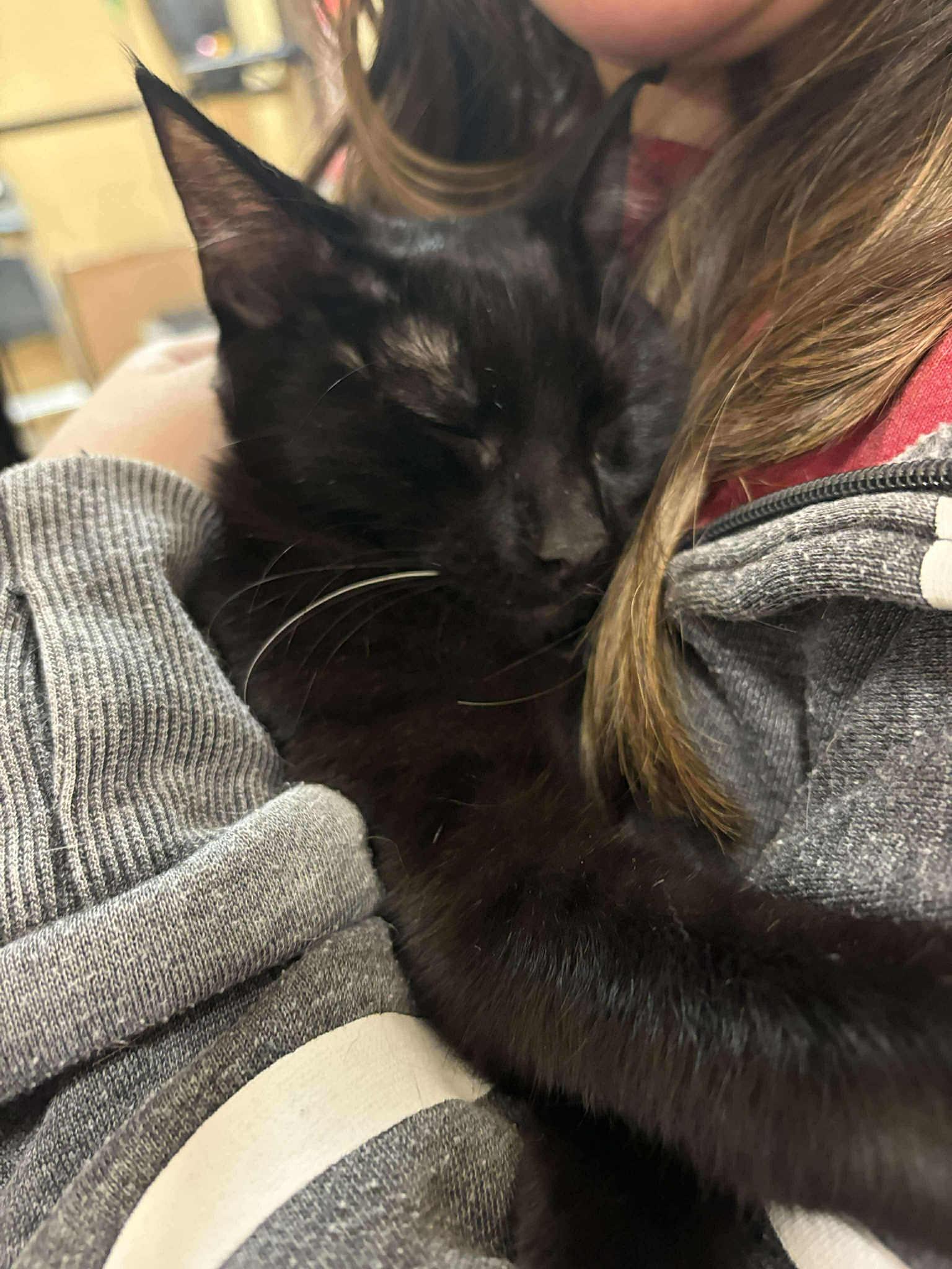 Iris, a Adoptable Domestic Short Hair in Mansfield, TX image 3/4