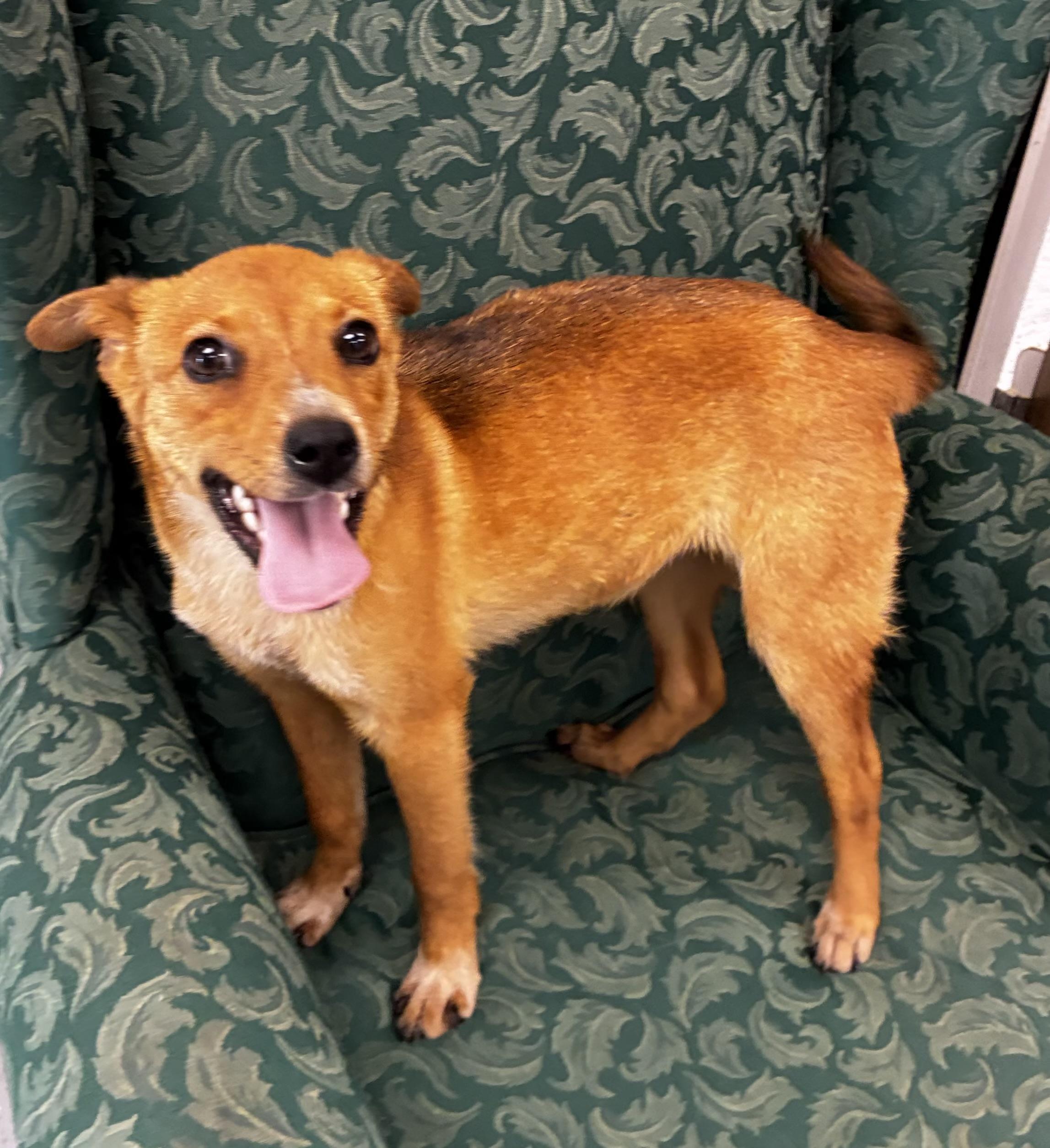 Clover, an adoptable Feist in Senatobia, MS, 38668 | Photo Image 1