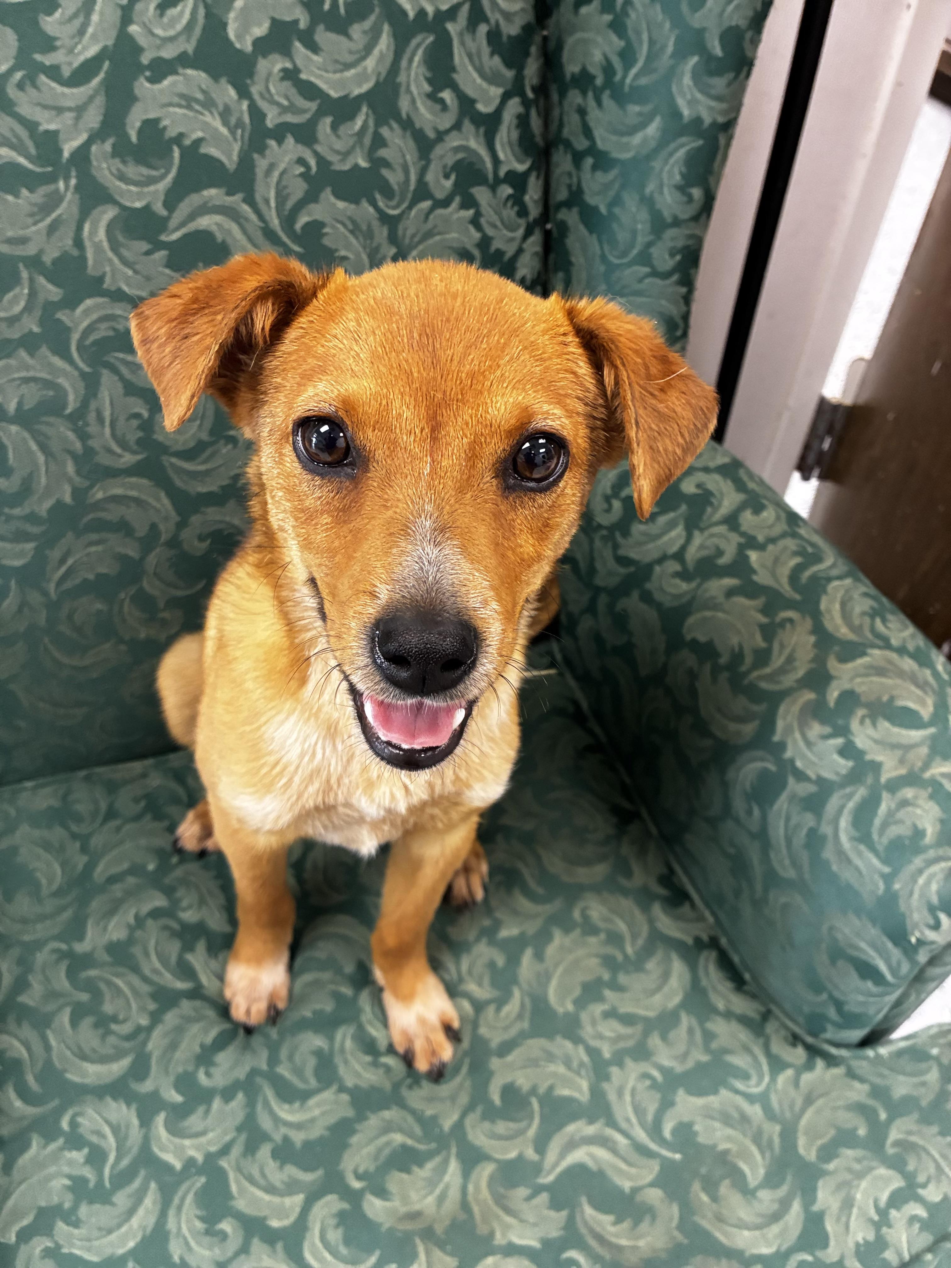 Clover, an adoptable Feist in Senatobia, MS, 38668 | Photo Image 2