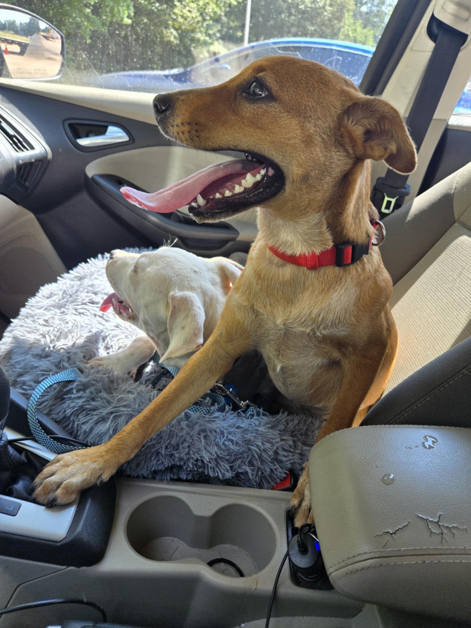 Clover, adoptable, Adult Female Feist.