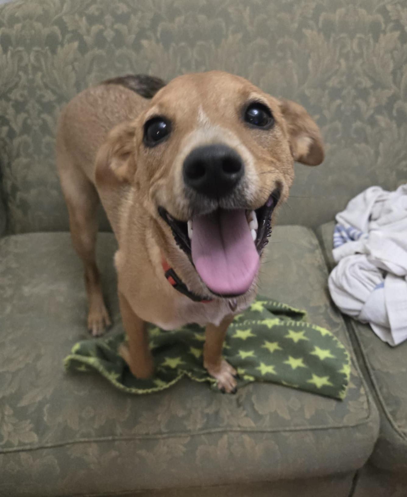 Enlarge Clover, an adoptable mixed breed in Senatobia, MS image 2/3