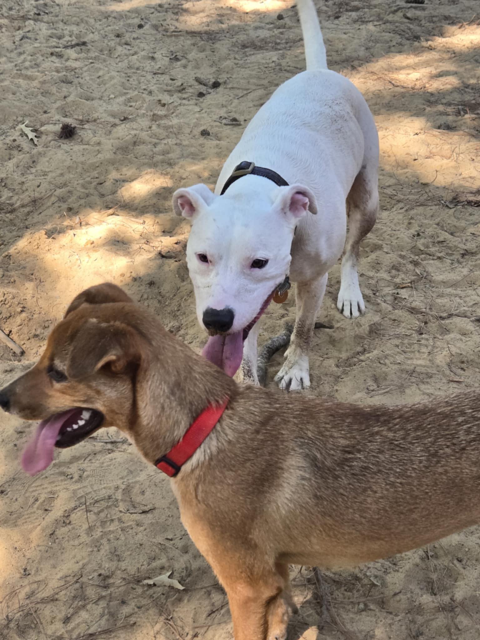 Enlarge Clover, an adoptable mixed breed in Senatobia, MS image 3/3