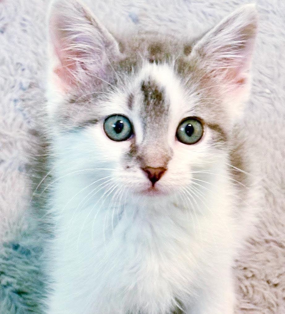 Zip is WOW special AND WOW sweet - TINYYYY, adopted, Kitten Male Turkish Van & Ragdoll.