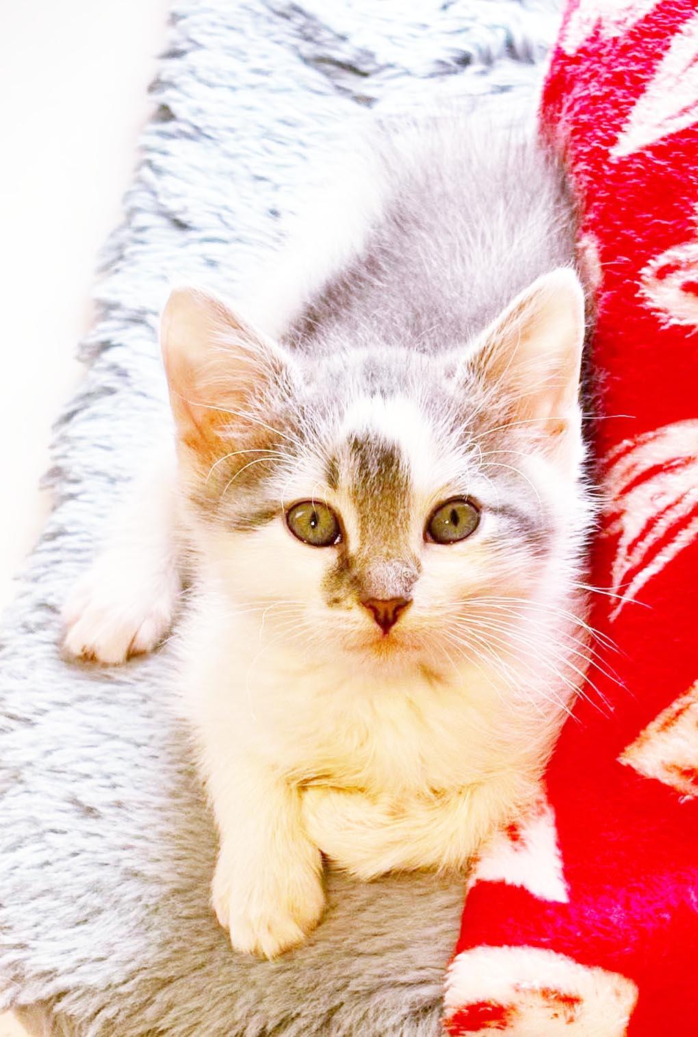 Zip is WOW special AND WOW sweet - TINYYYY, an adopted mixed breed in Bedford Hills, NY image 6/6