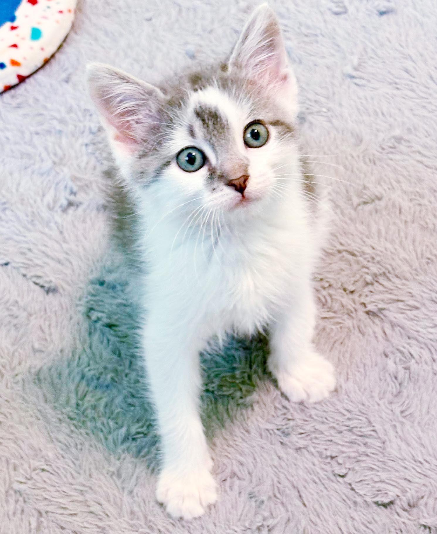 Zip is WOW special AND WOW sweet - TINYYYY, an adopted mixed breed in Bedford Hills, NY image 5/6