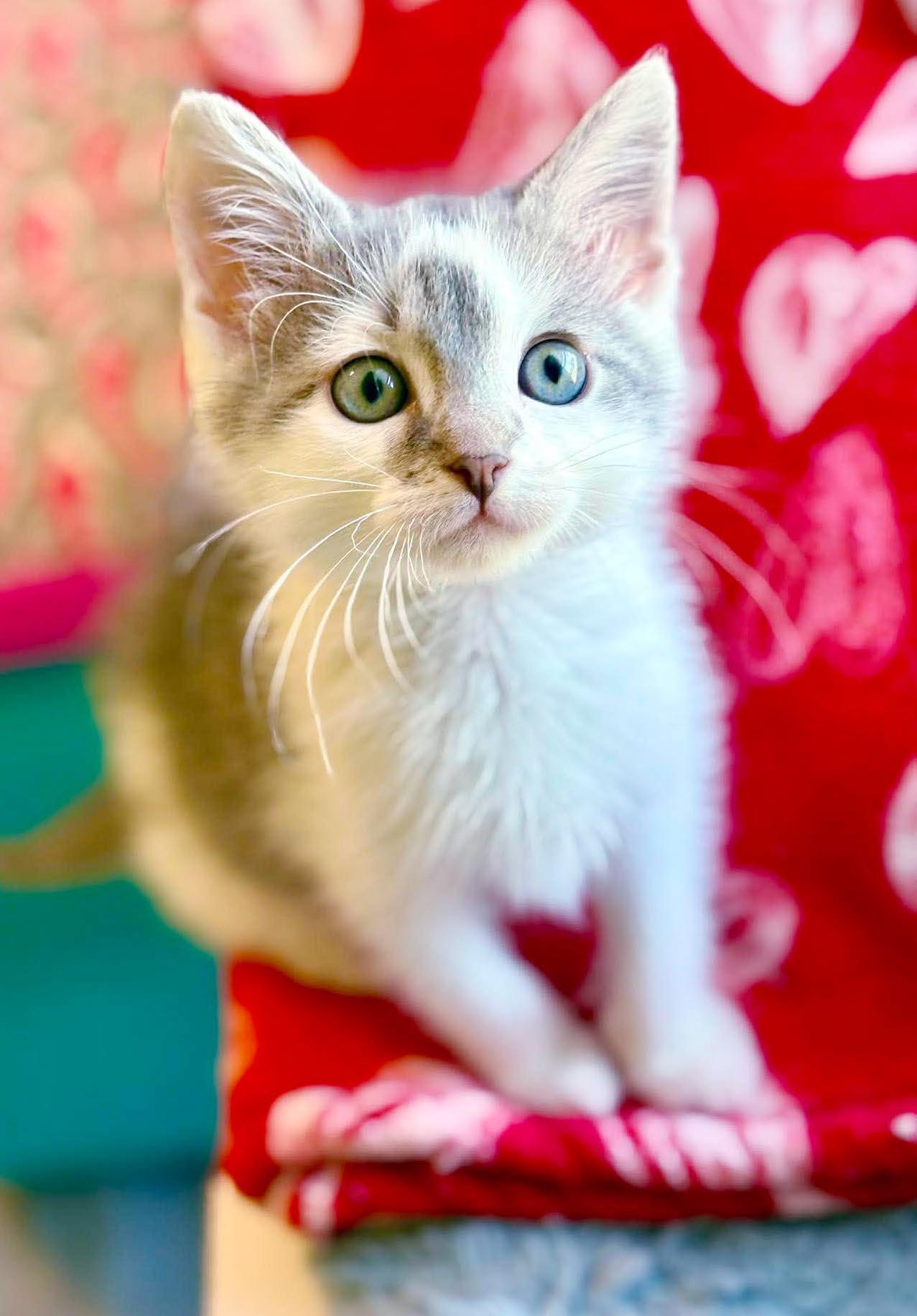 Zip is WOW special AND WOW sweet - TINYYYY, an adopted mixed breed in Bedford Hills, NY image 2/6