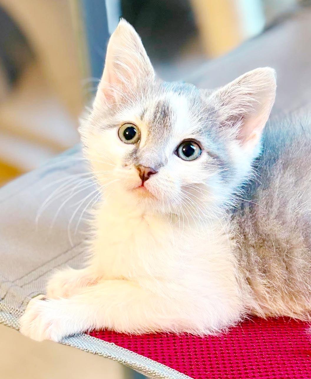 Zip is WOW special AND WOW sweet - TINYYYY, an adopted mixed breed in Bedford Hills, NY image 3/6