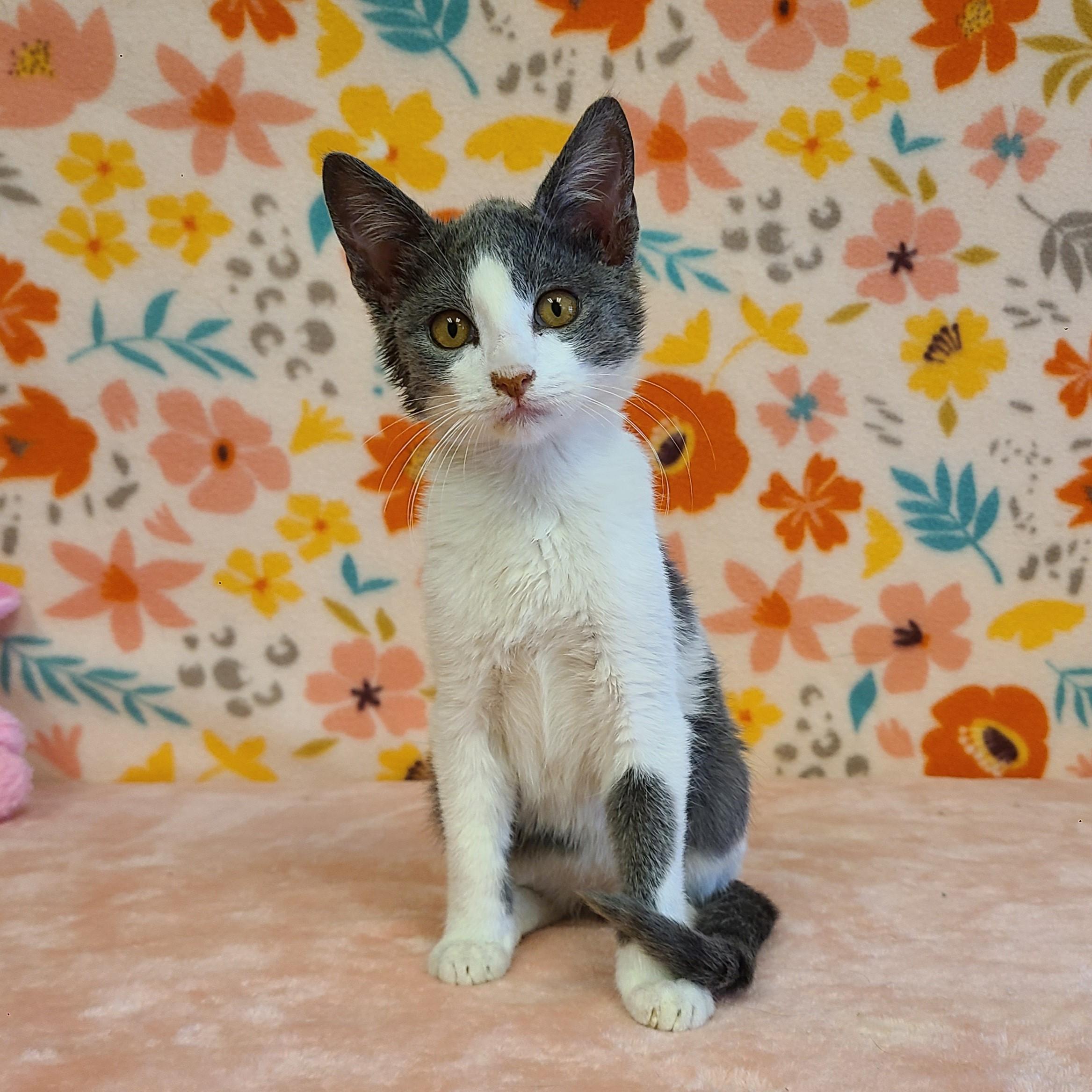 Tilly, an adoptable Domestic Short Hair in ALPINE, TX, 79830 | Photo Image 2