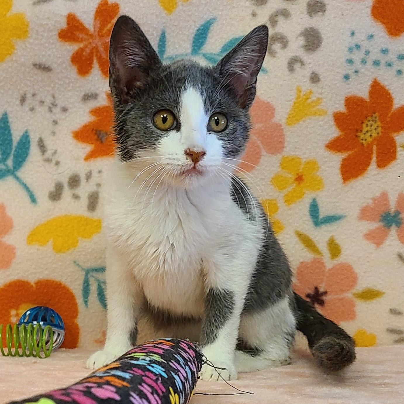 Tilly, an adoptable Domestic Short Hair in ALPINE, TX, 79830 | Photo Image 4