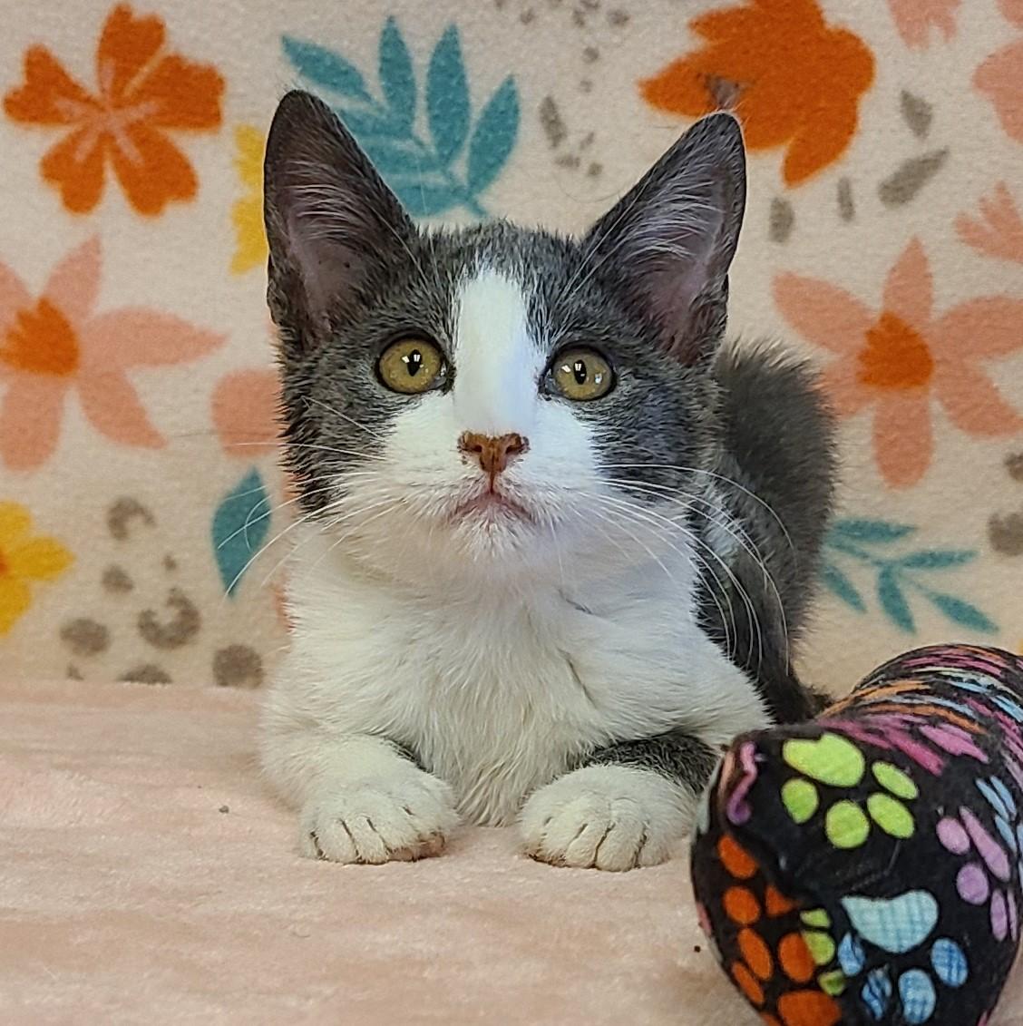 Tilly, an adoptable Domestic Short Hair in ALPINE, TX, 79830 | Photo Image 1