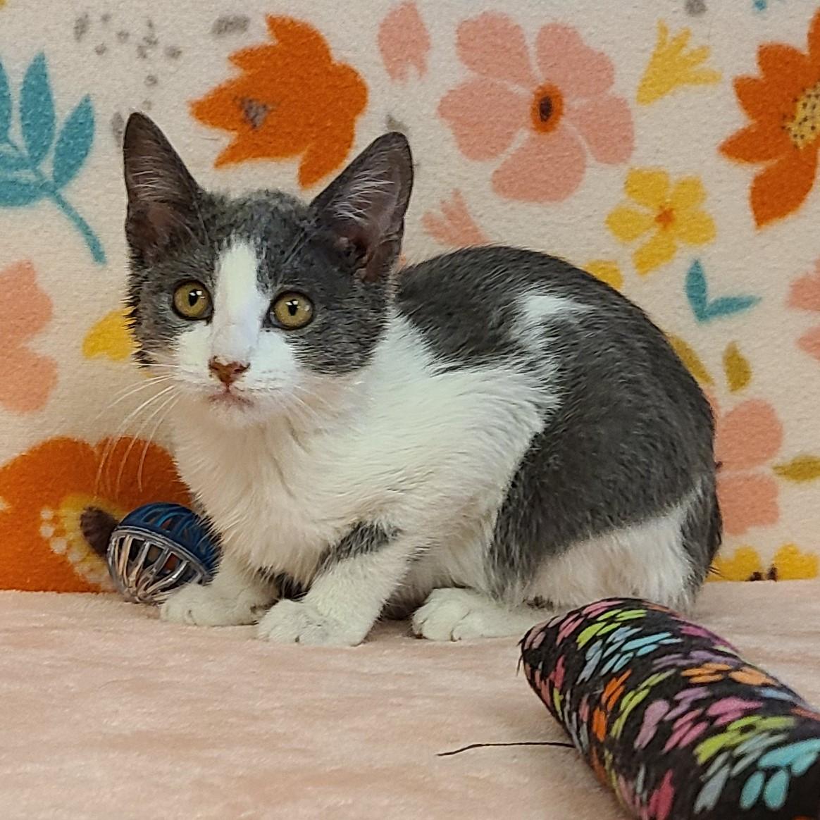 Tilly, an adoptable Domestic Short Hair in ALPINE, TX, 79830 | Photo Image 3