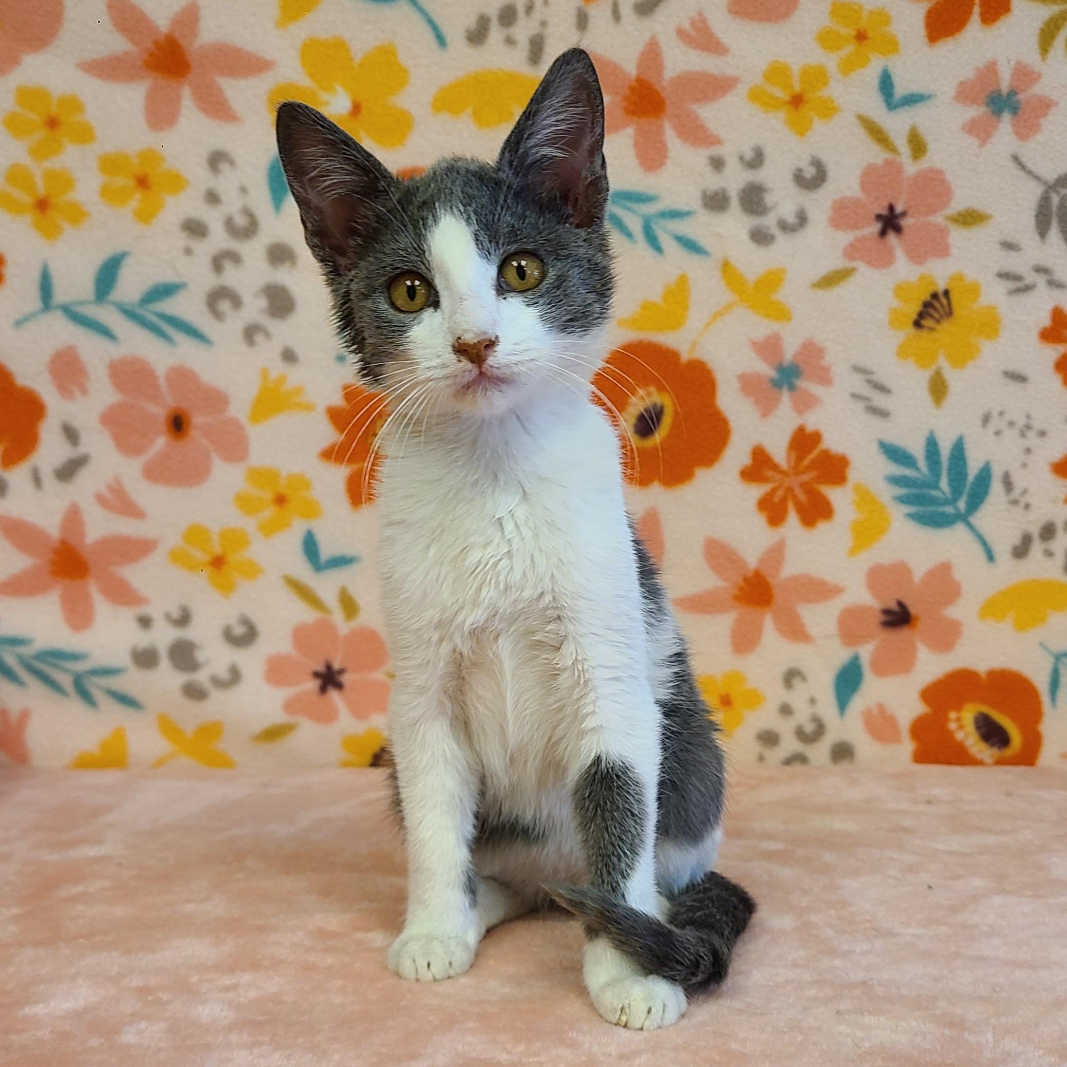Tilly, an adoptable Domestic Short Hair in ALPINE, TX, 79830 | Photo Image 6