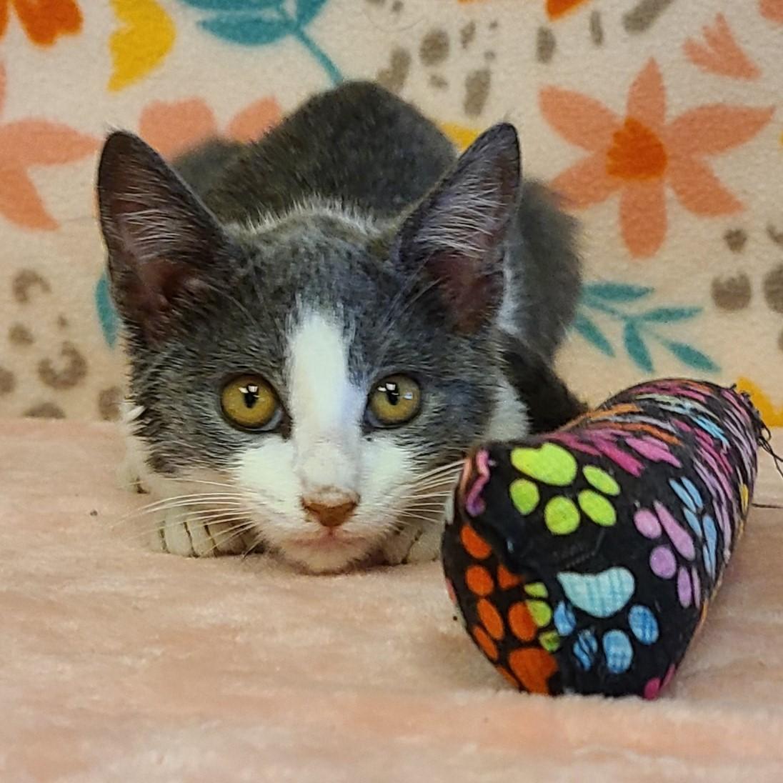 Tilly, an adoptable Domestic Short Hair in ALPINE, TX, 79830 | Photo Image 5