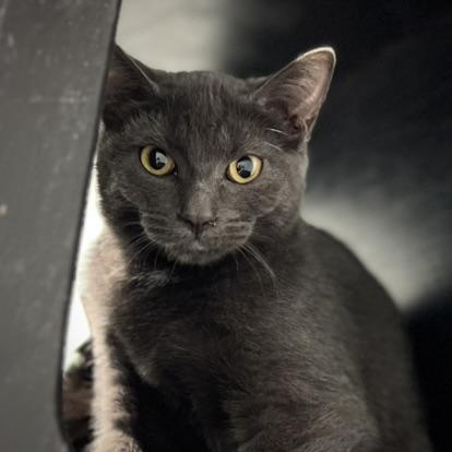 Enlarge Libby, a Adoptable mixed breed in Overland Park, KS image 1/1