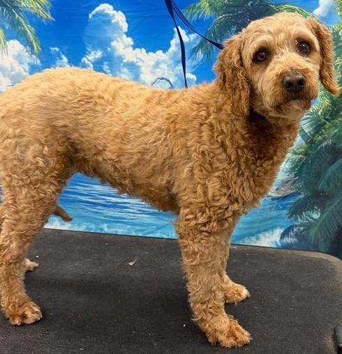 Ali, Adoptable, Adult Female Cavalier King Charles Spaniel & Poodle.