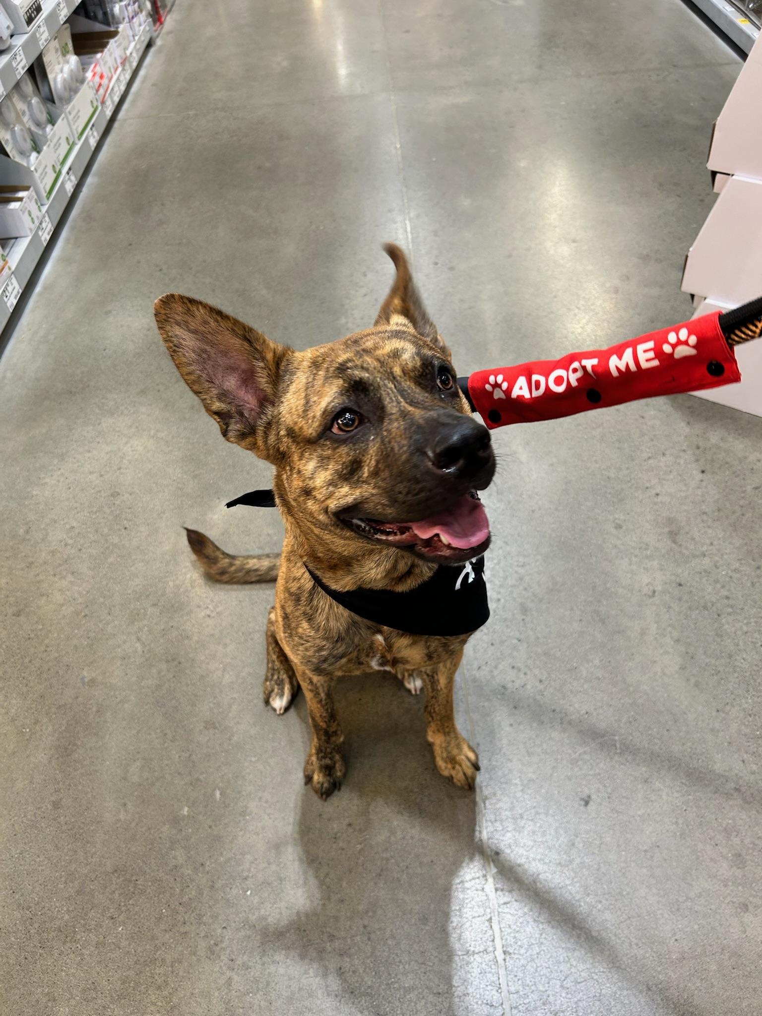 Tony, a Adoptable mixed breed in Yonkers, NY image 5/6