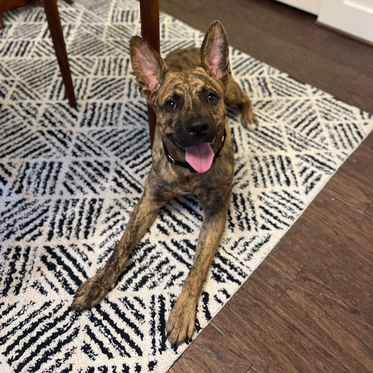 Tony, a Adoptable mixed breed in Yonkers, NY image 2/6