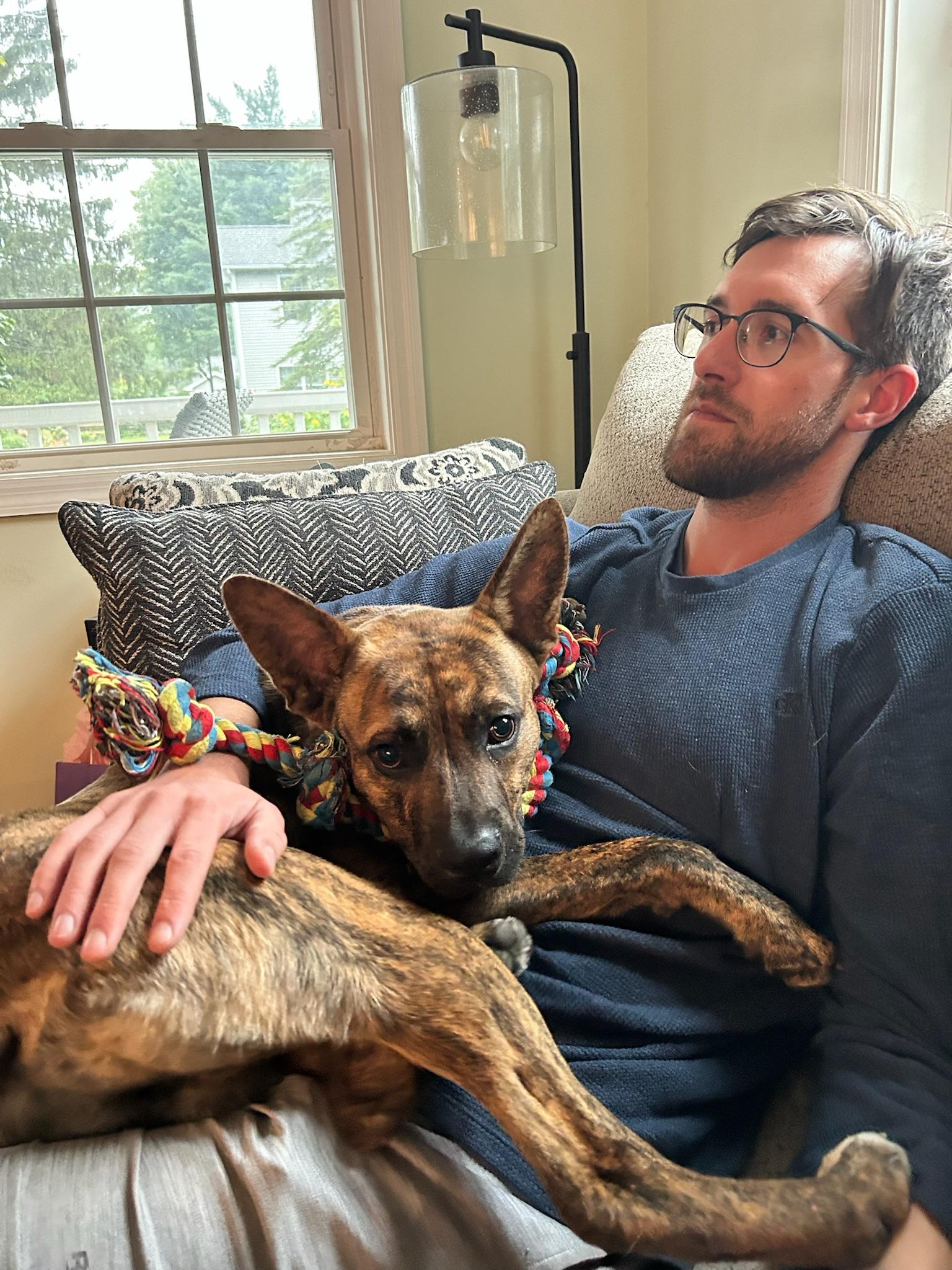 Tony, Adoptable, Young Male Plott Hound.