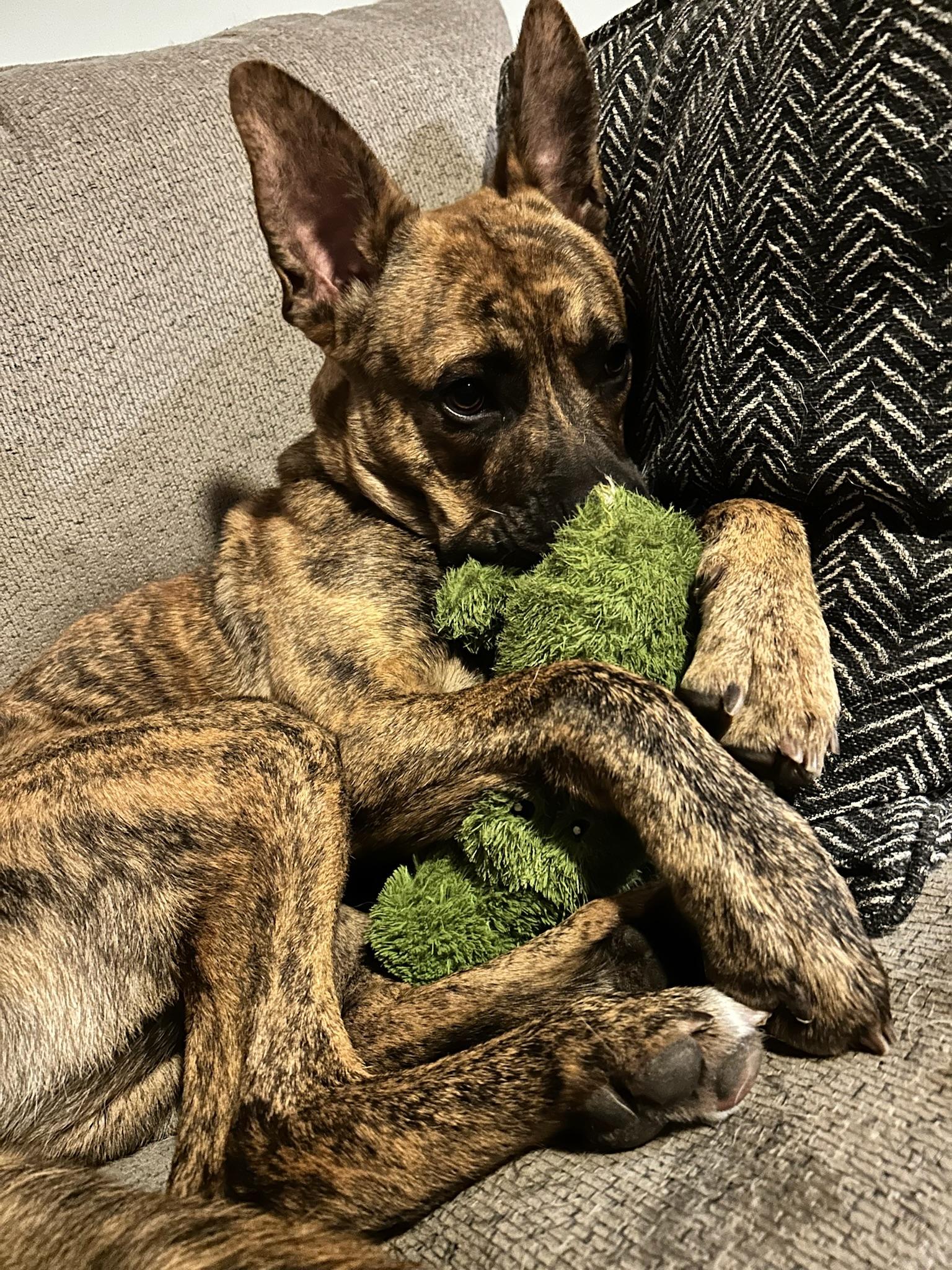 Tony, a Adoptable mixed breed in Yonkers, NY image 3/6